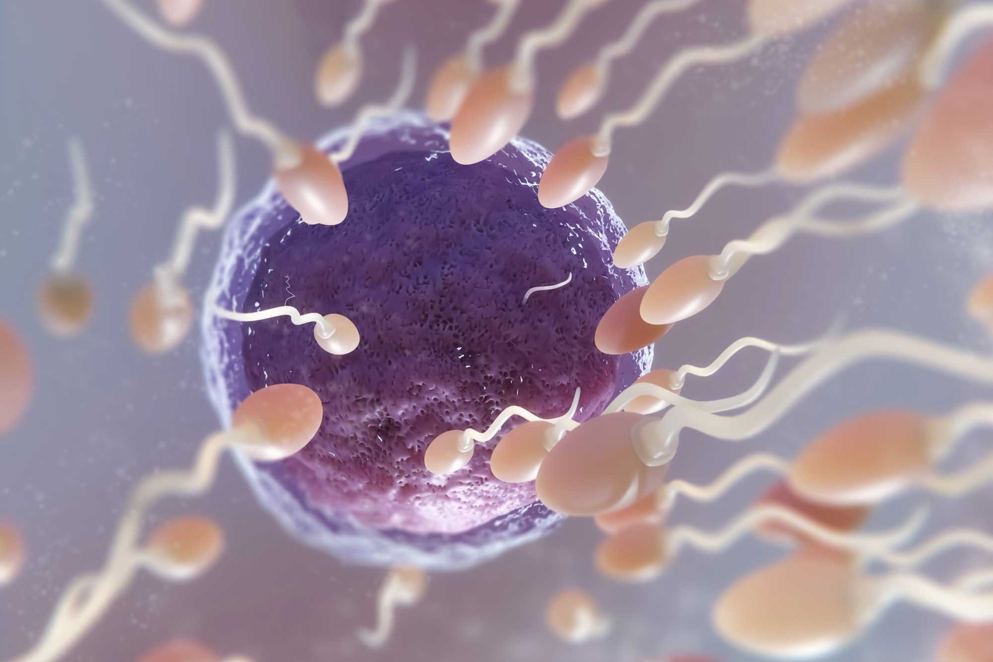 understanding-male-fertility-from-sperm-production-to-conception